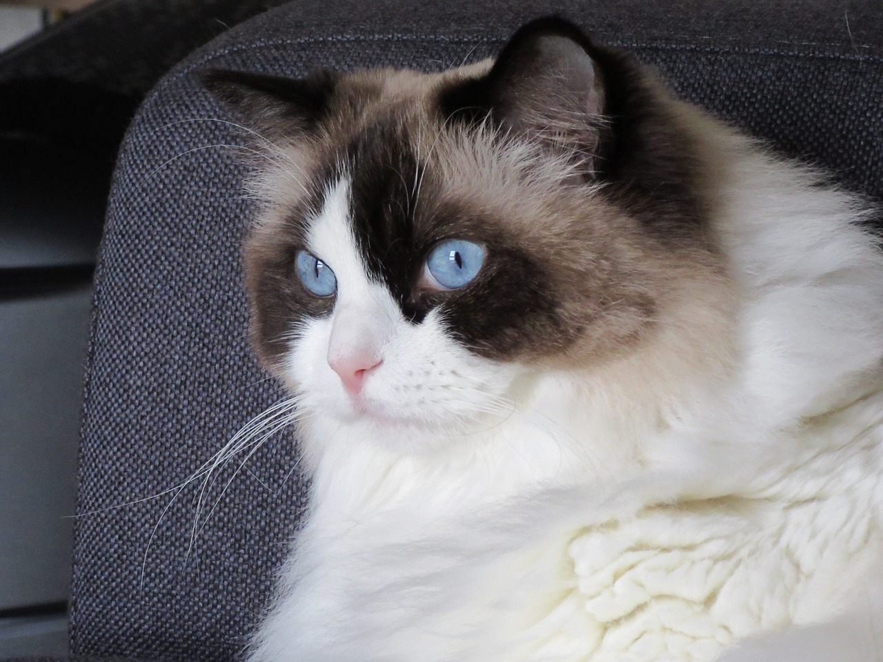 Ragdoll