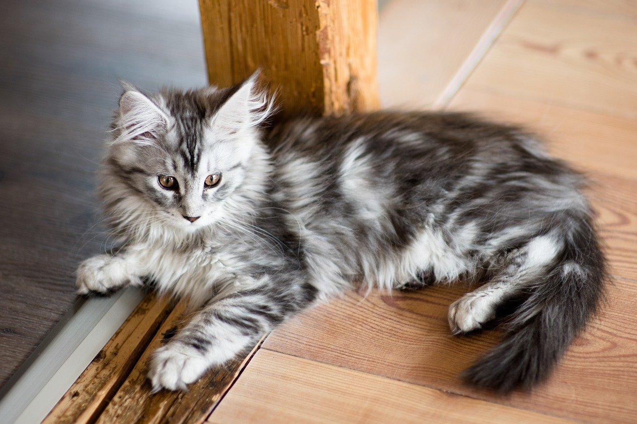 Maine Coon