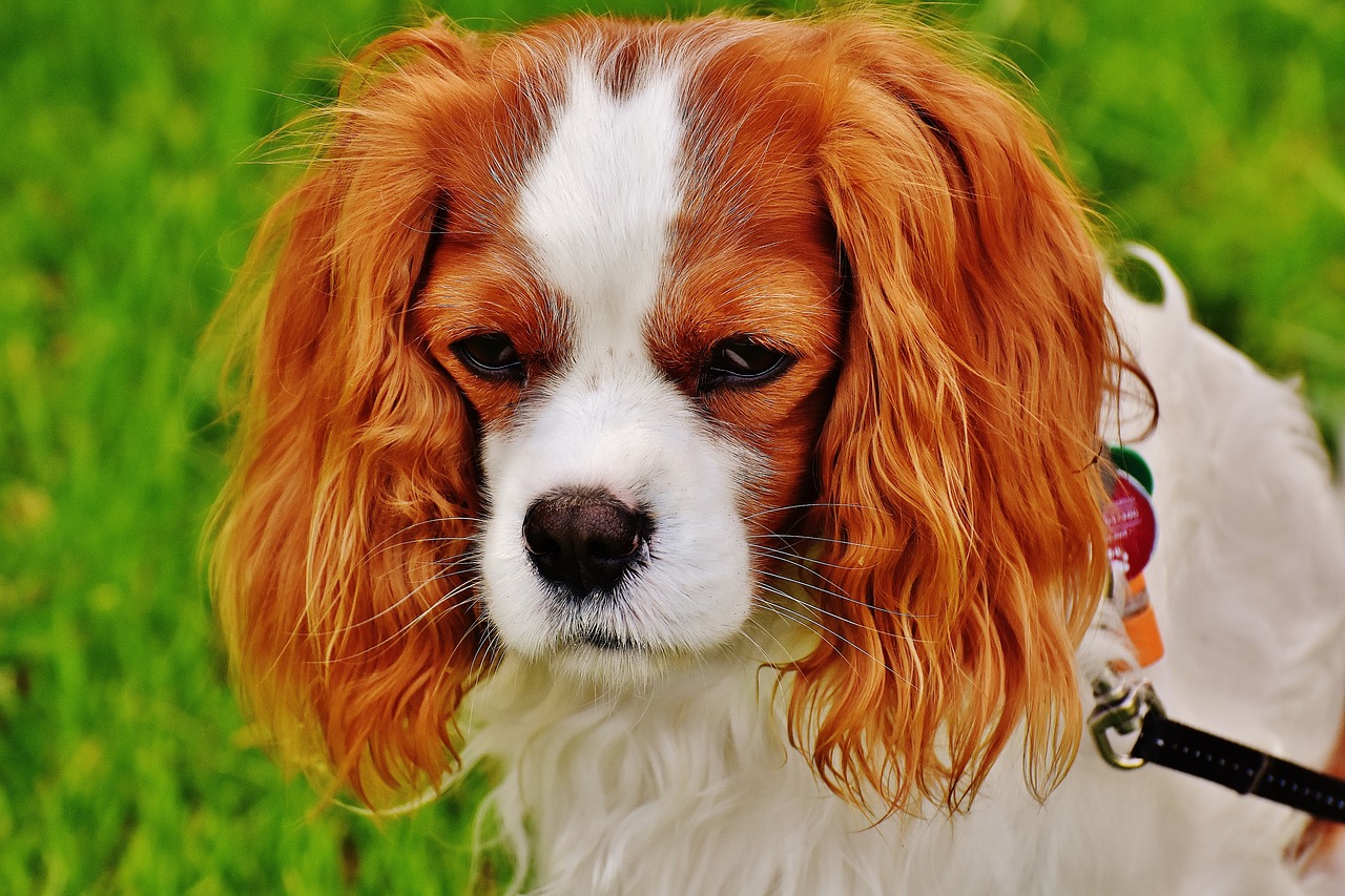 Charles Spaniel