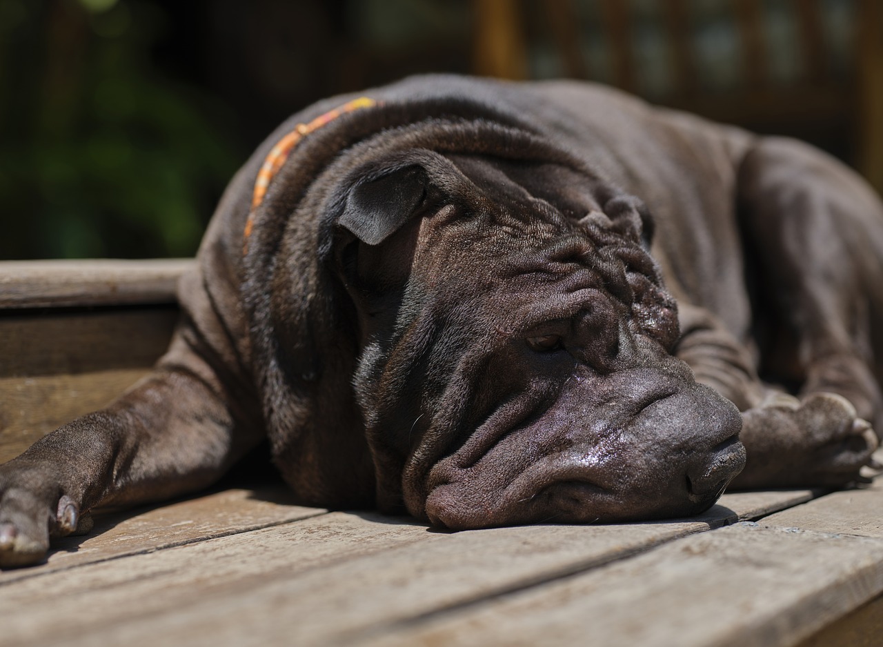 Shar Pei