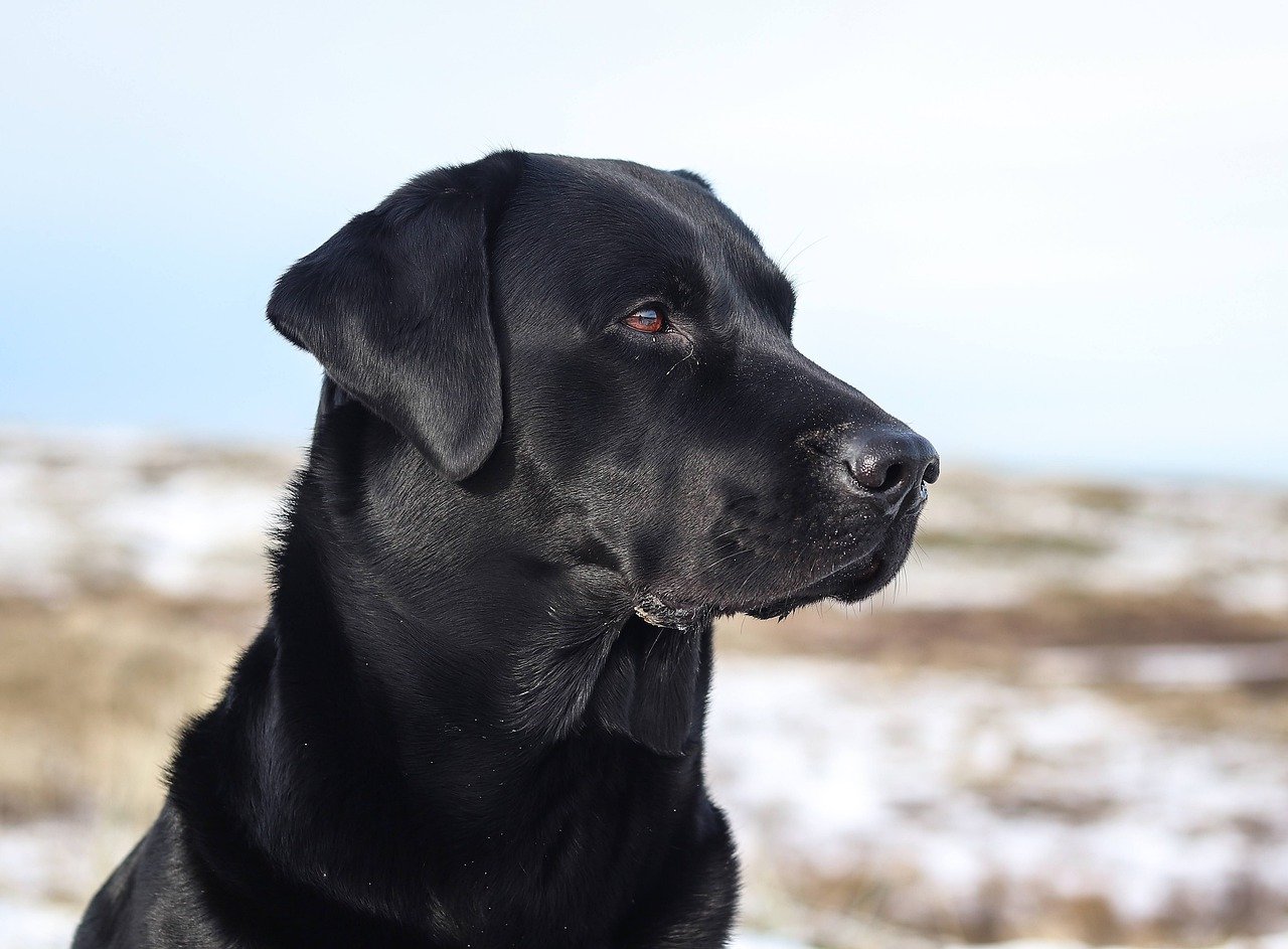 Labrador Retriever