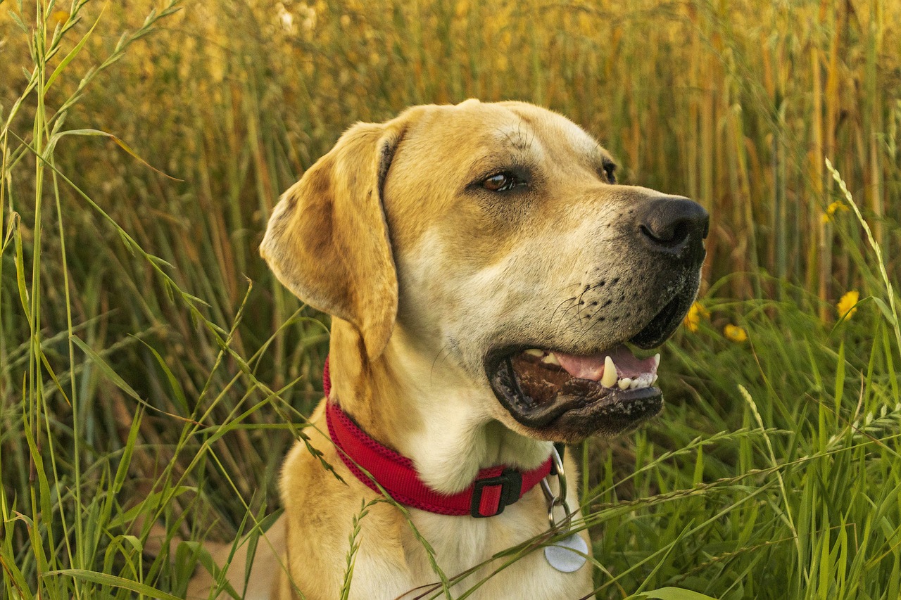 Labrador Retriever