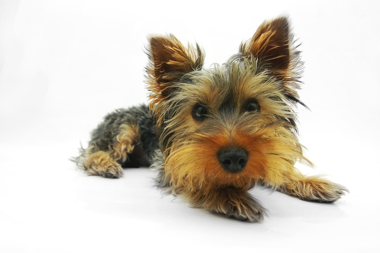 Yorkshire Terrier