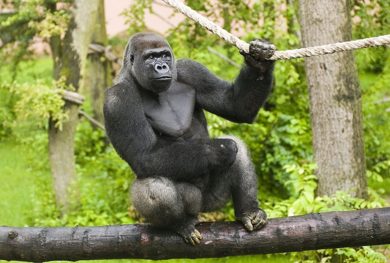 Gorilla