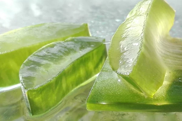 Az Aloe Vera: a természet csodanövénye